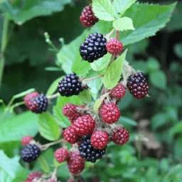 Beautiful blackberry branch