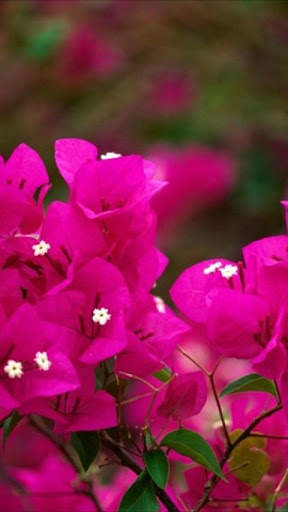 Flowers HiRes Wallpapers screenshot 1