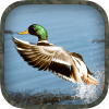 ikon Duck Hunting Calls