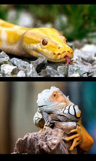 Reptiles Gallery 1 تصوير الشاشة