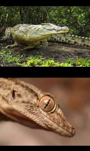 Reptiles Gallery 2 تصوير الشاشة