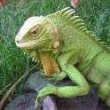 Reptiles Gallery 2.0