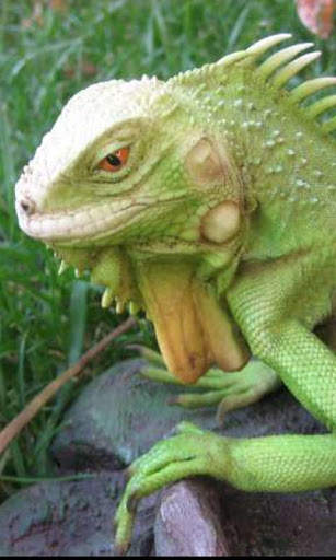 Reptiles Gallery 3 تصوير الشاشة
