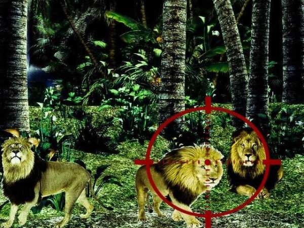 Lion Hunting Sniper 3D Game screenshot 3