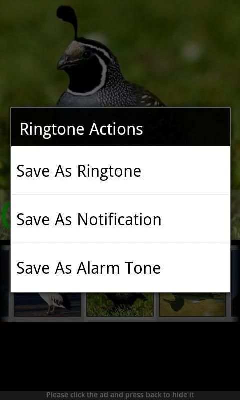 Bird Sounds & Ringtones स्क्रीनशॉट 3
