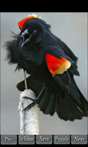 World of Birds screenshot 4