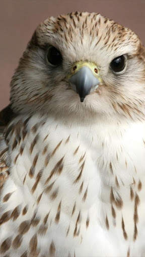 Birds of Prey Wallpapers screenshot 3