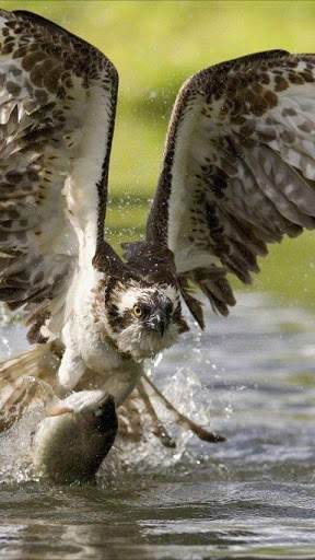 Birds of Prey Wallpapers screenshot 5