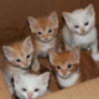 Kittens In A Box Wallpaper