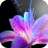 Beatiful Flower wallpaper on 9Apps