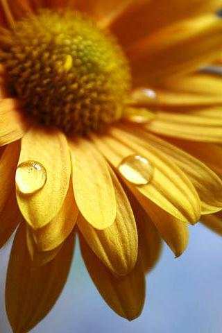 Beatiful Flower wallpaper screenshot 3