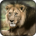 Lion Wallpapers icon
