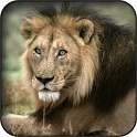 Lion Wallpapers on 9Apps