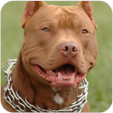 Pitbull Dog Live Wallpaper icon