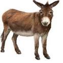 King Has Donkeys Ears! ～王様の耳はロバの耳～ 1.2