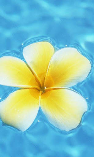 Hawaii Scenery Wallpaper скриншот 2