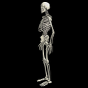 Funny dancing skeletonLWP FREE icon