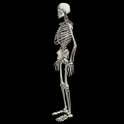 Funny dancing skeletonLWP FREE on 9Apps