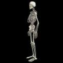 terrificskeleton 1.3