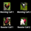 Rooster Sounds icon