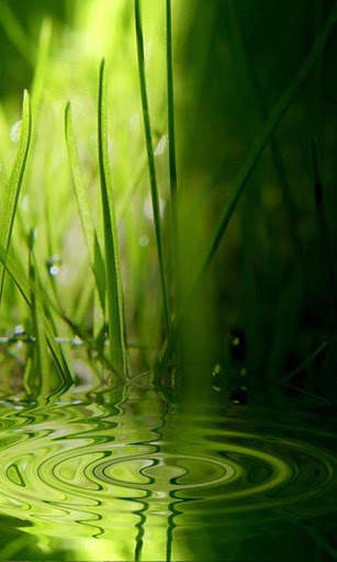 Green Wallpapers screenshot 2