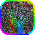 Peacock Live Wallpaper icon