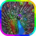 Peacock Live Wallpaper 1.0
