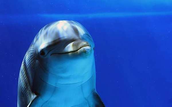 Dolphins Live Wallpaper screenshot 1