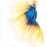 Gold Fish Live wallpaer on 9Apps
