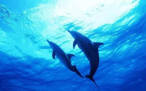 Dolphins Live Wallpaper screenshot 2