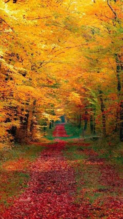 Beautiful Nature Wallpapers screenshot 2