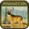 Whitetail Hunting Calls