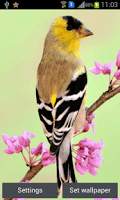Flying Birds Live Wall Paper स्क्रीनशॉट 1