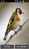 Flying Birds Live Wall Paper स्क्रीनशॉट 2