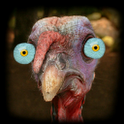 Turkey for Thanksgiving FREE أيقونة