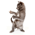 Dancing Cat أيقونة