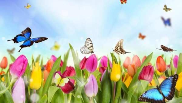 Live Wallpaper 3D Butterfly screenshot 1