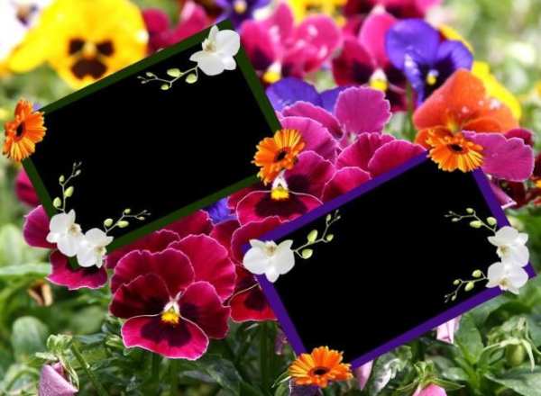 Flower Photo Frames скриншот 2