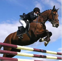 Horse Racing Free иконка