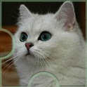 Cats. Jigsaw Puzzle icon