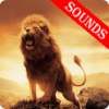 Lion Sounds