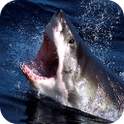 Shark - PuzzleBox 103
