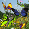 Butterfly animated color LWP! आइकन