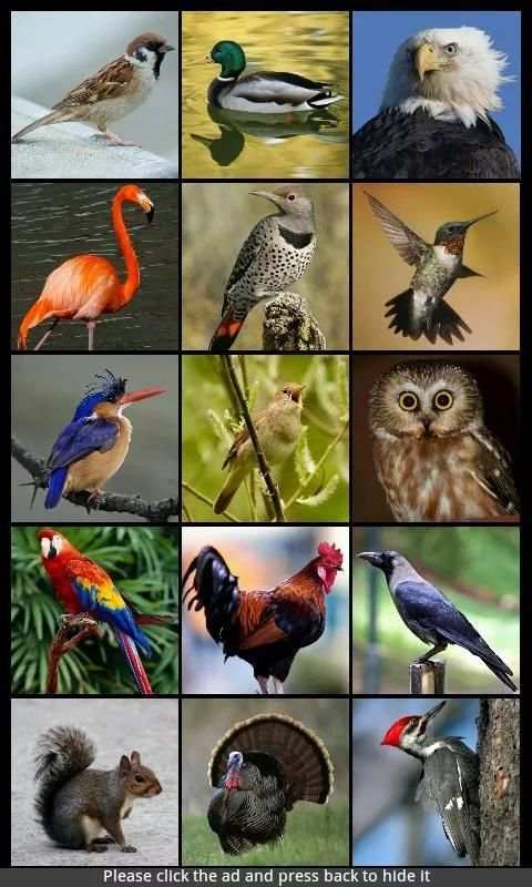 Bird Sounds & Ringtones स्क्रीनशॉट 5
