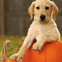 Talking Dog أيقونة