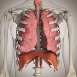 Human Physiology иконка