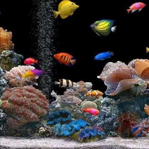 Aquarium Live Wallpaper 4 تصوير الشاشة