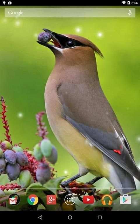 Spring Birds Live Wallpaper 9 تصوير الشاشة