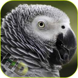 Parrots Video Live Wallpaper