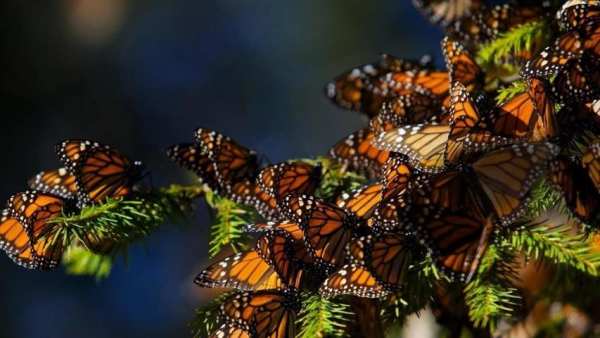 Live Wallpaper 3D Butterfly screenshot 3